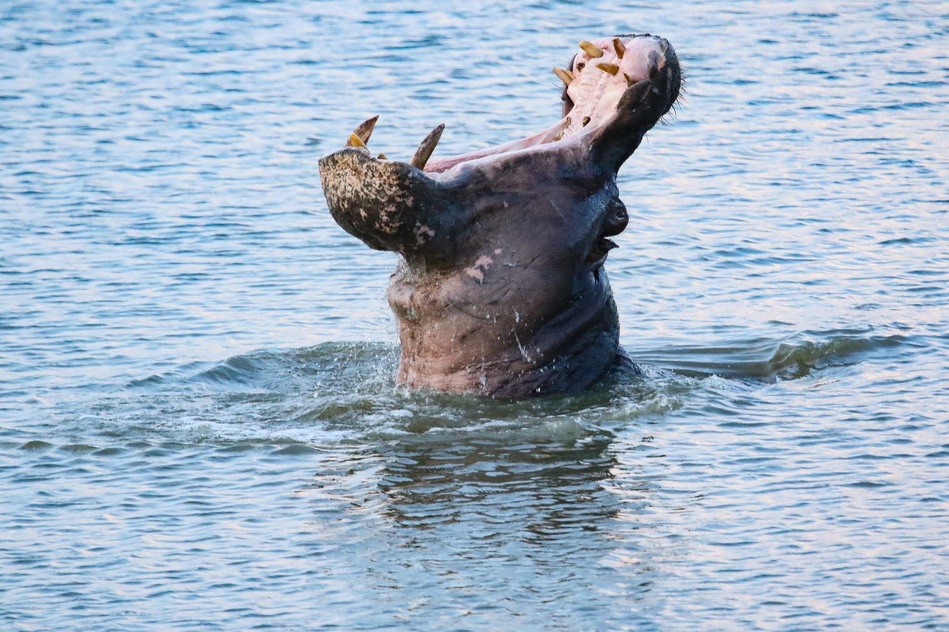 Das Ehepaar wurde von einem Nilpferd angegriffen – und rettete sich mit Händen und Füßen.