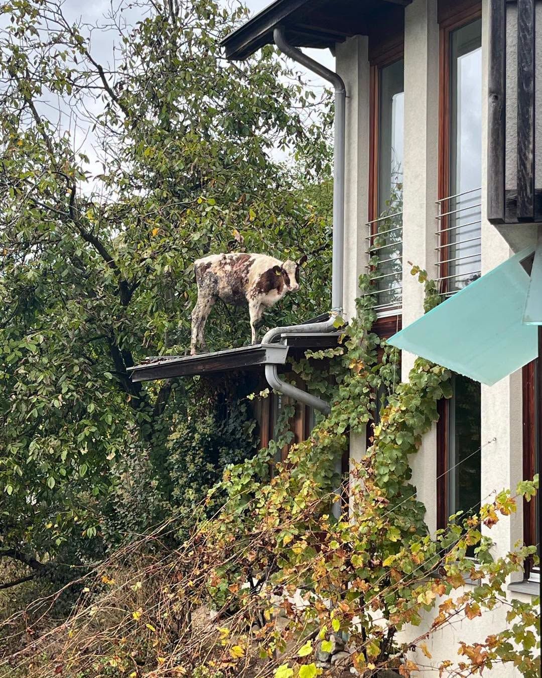 Heute.at - Kalb landete am Dach – Feuerwehr mit Spezial-Einsatz