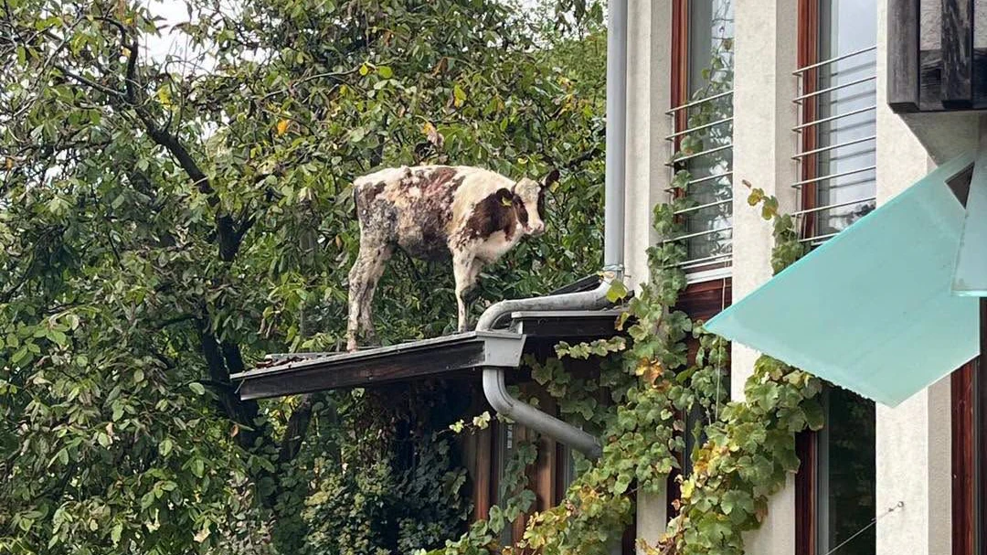 Heute.at - Kalb landete am Dach – Feuerwehr mit Spezial-Einsatz