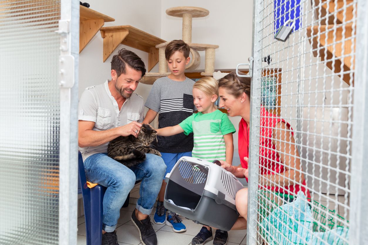 Auch wenn diese Geschichte gut ausgegangen ist, sollte man genau deshalb auch seine Katze chippen und registrieren lassen!