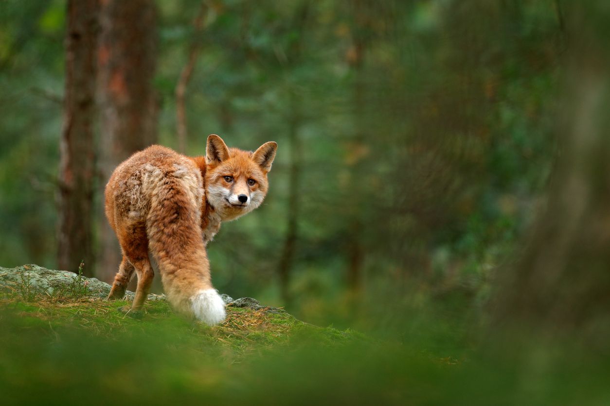 Heute.at - Wildtiere brauchen Pause! Keine Jagd nach Rekordhitze
