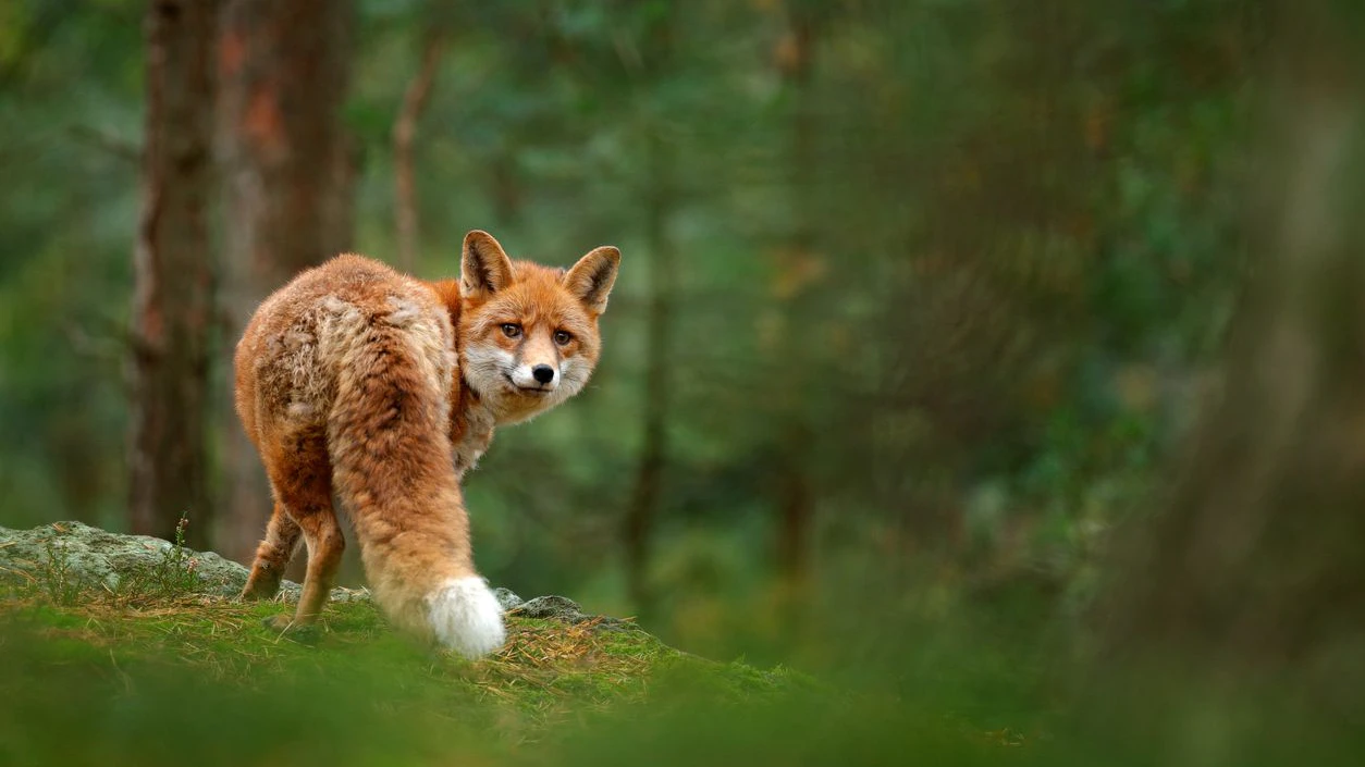 Wildtiere brauchen Pause! Keine Jagd nach Rekordhitze