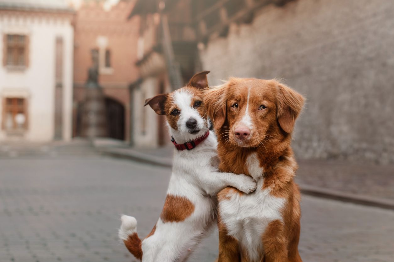 Eines steht jedoch fest: In einem Mehrhundehaushalt vertragen sich Rüden mit Hündinnen meist am Besten. 