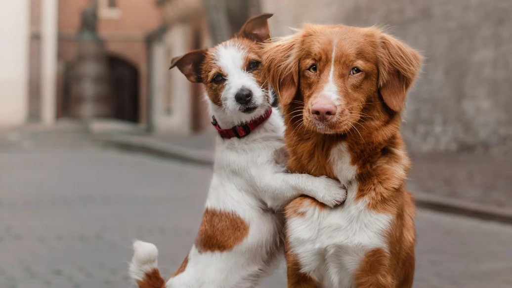 Eines steht jedoch fest: In einem Mehrhundehaushalt vertragen sich Rüden mit Hündinnen meist am Besten. 