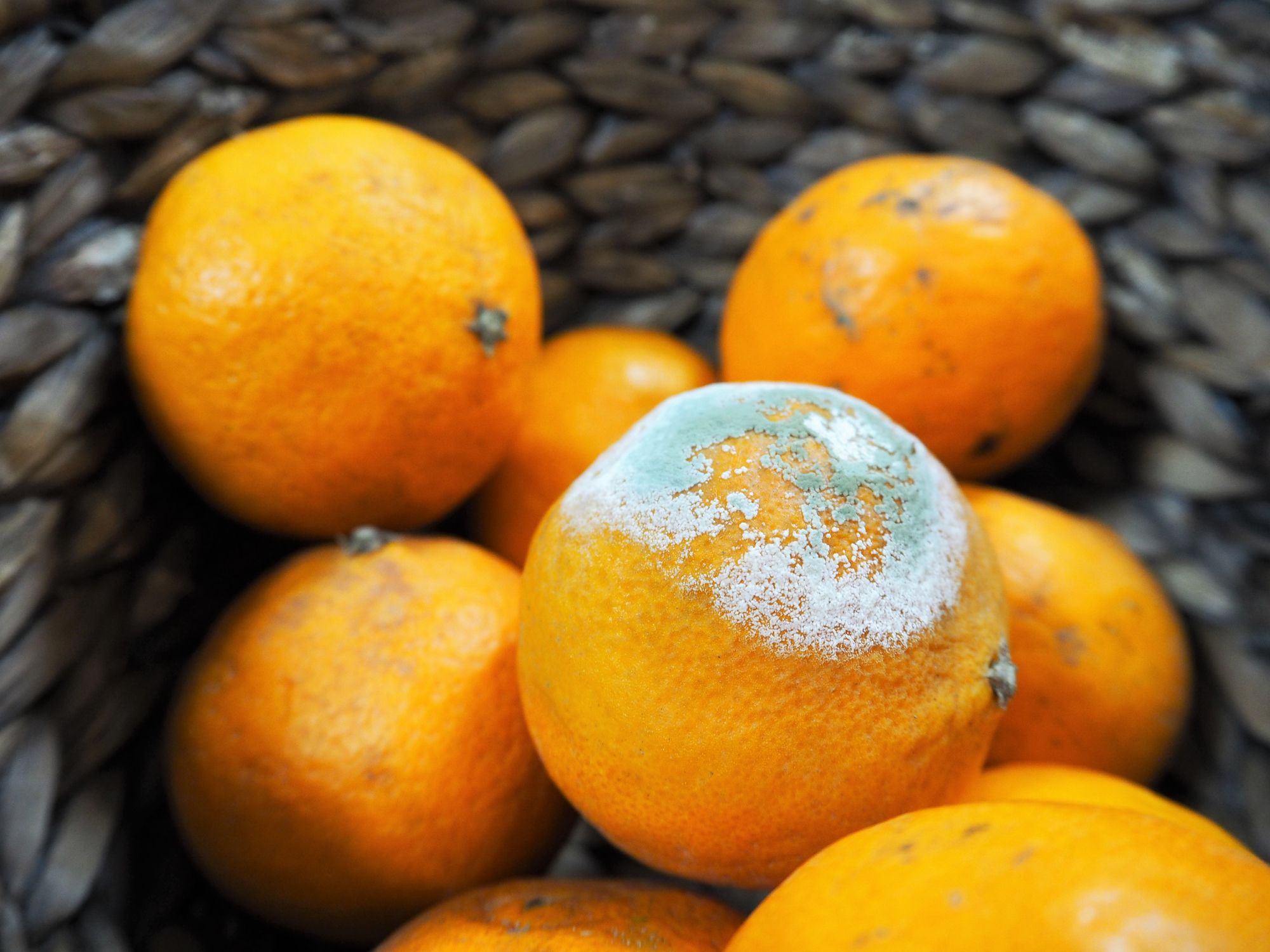 Pelziger Fleck auf dem Obst? Abschneiden reicht oft nicht – Schimmel kann sich unsichtbar im Inneren ausbreiten.