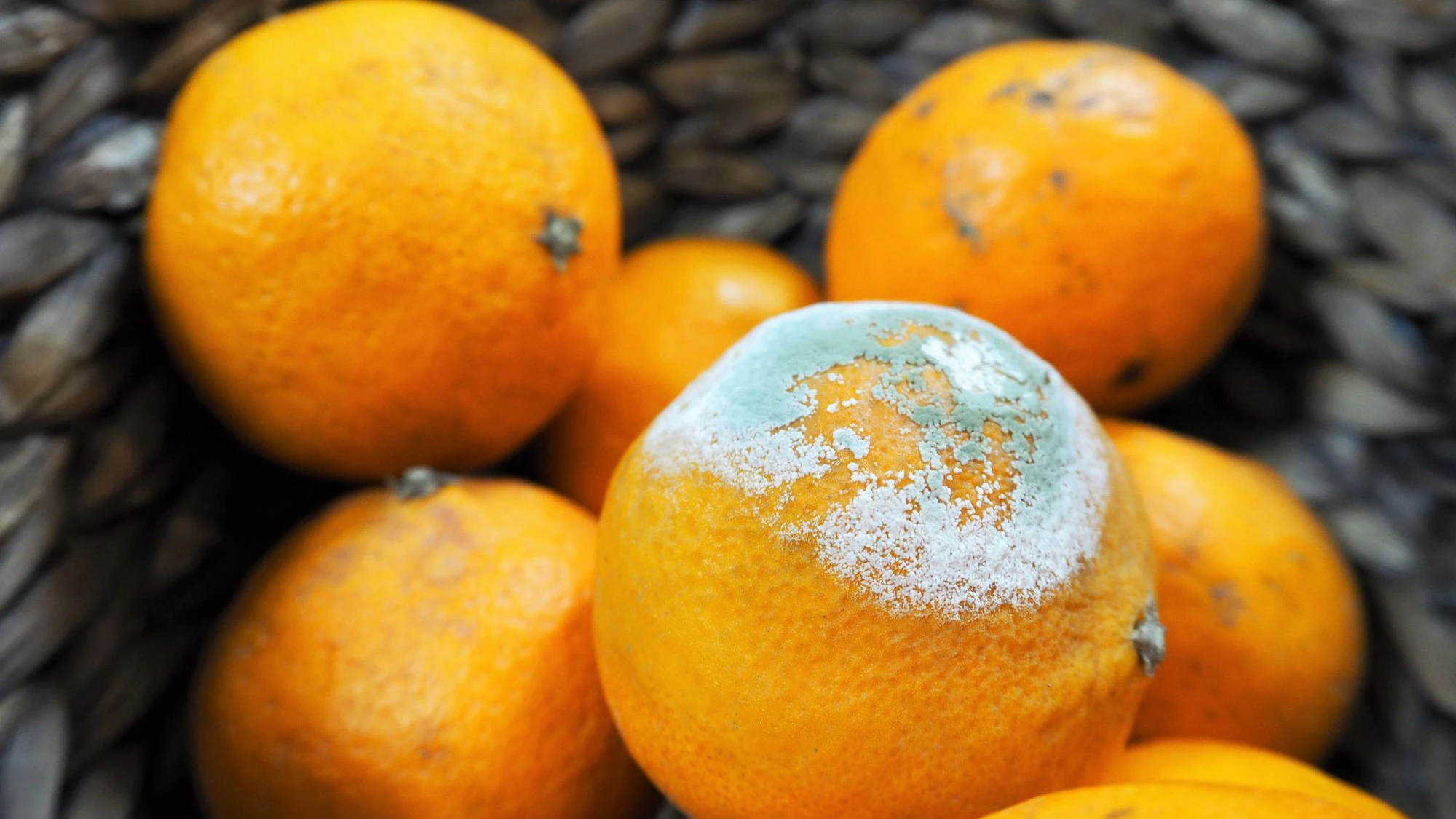 Moldy tangerine orange in basket