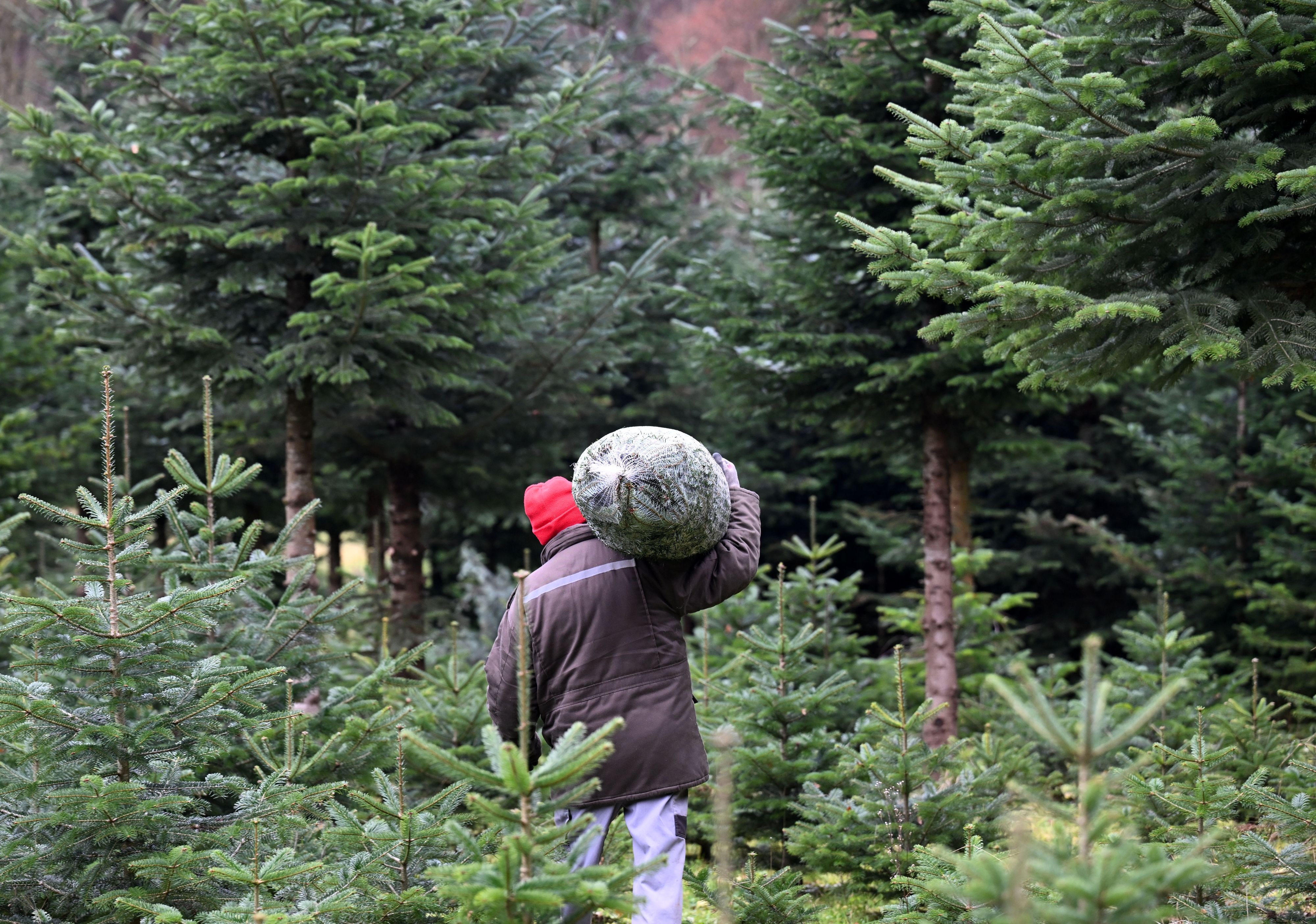Der Christbaum wird heuer voraussichtlich um fünf bis zehn Prozent teurer – wer direkt beim Produzenten kauft und selbst Hand anlegt, kann sparen.