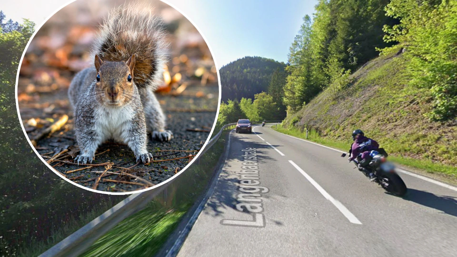 Heute.at - Eichhörnchen auf Straße, dann stürzt Biker in Graben