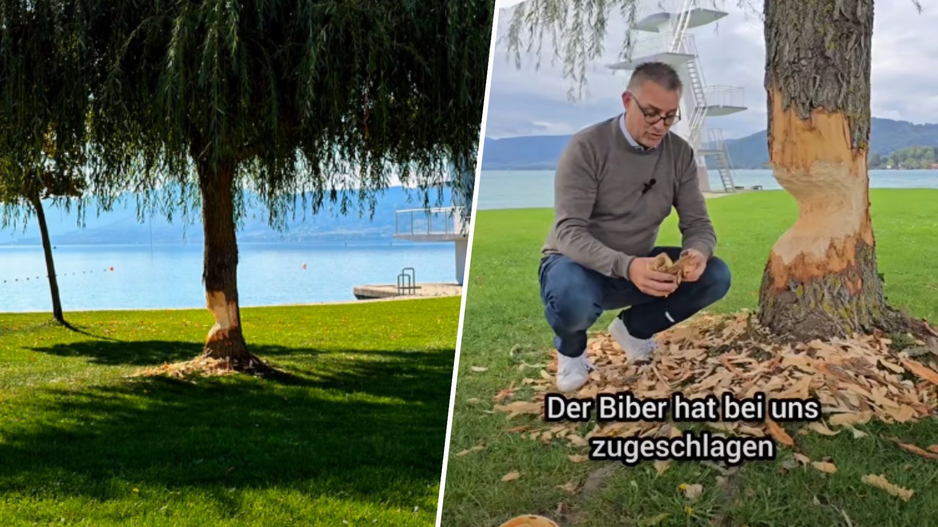 Heute.at - Nicht mehr zu retten – Biber schlug erbarmungslos zu