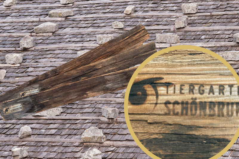Heute.at - Für 50 Euro gibt's in Wien ein Stück Schönbrunner Zoo