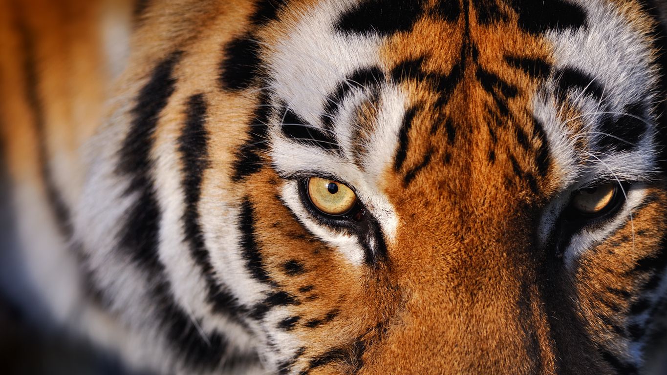 Der Sibirische Tiger 