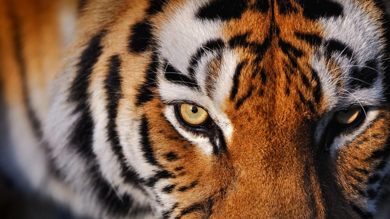 Der Sibirische Tiger "Altai" 