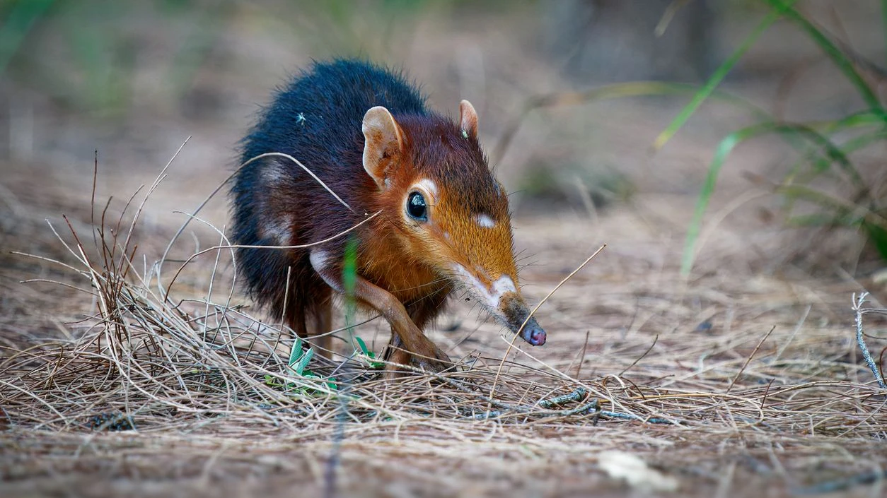 Auch das lustige "Rüsselhündchen" darf dann im neuen Regenwaldhaus einziehen. 