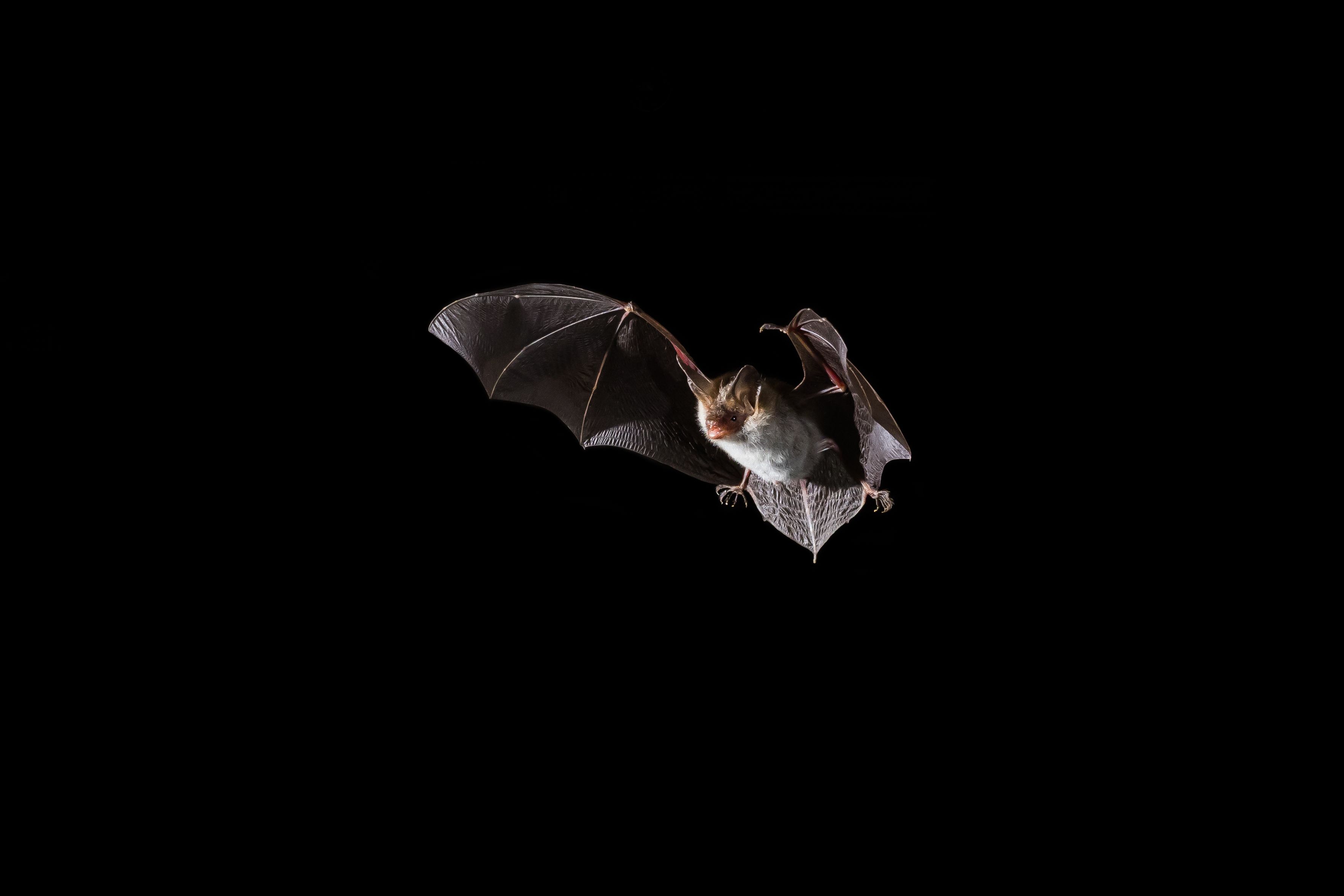 Auch die Bechsteinfledermaus ist in Österreich heimisch. 