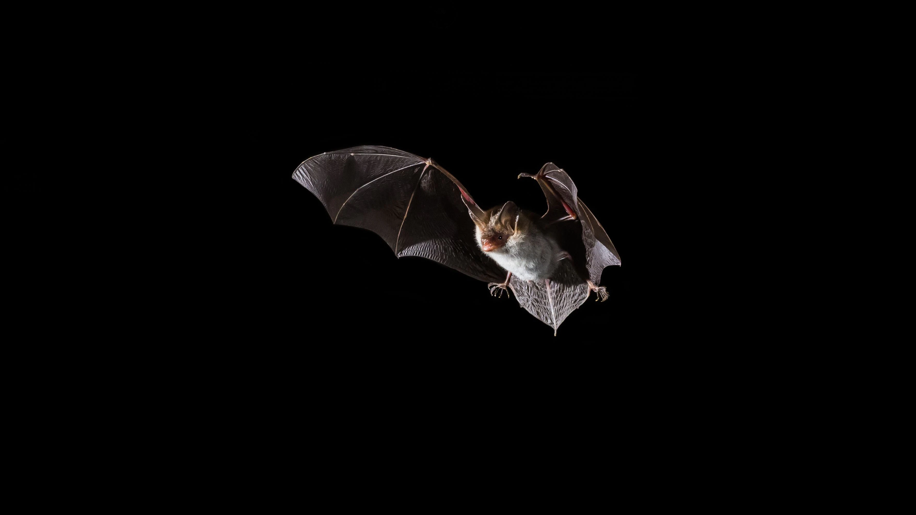 Auch die Bechsteinfledermaus ist in Österreich heimisch. 