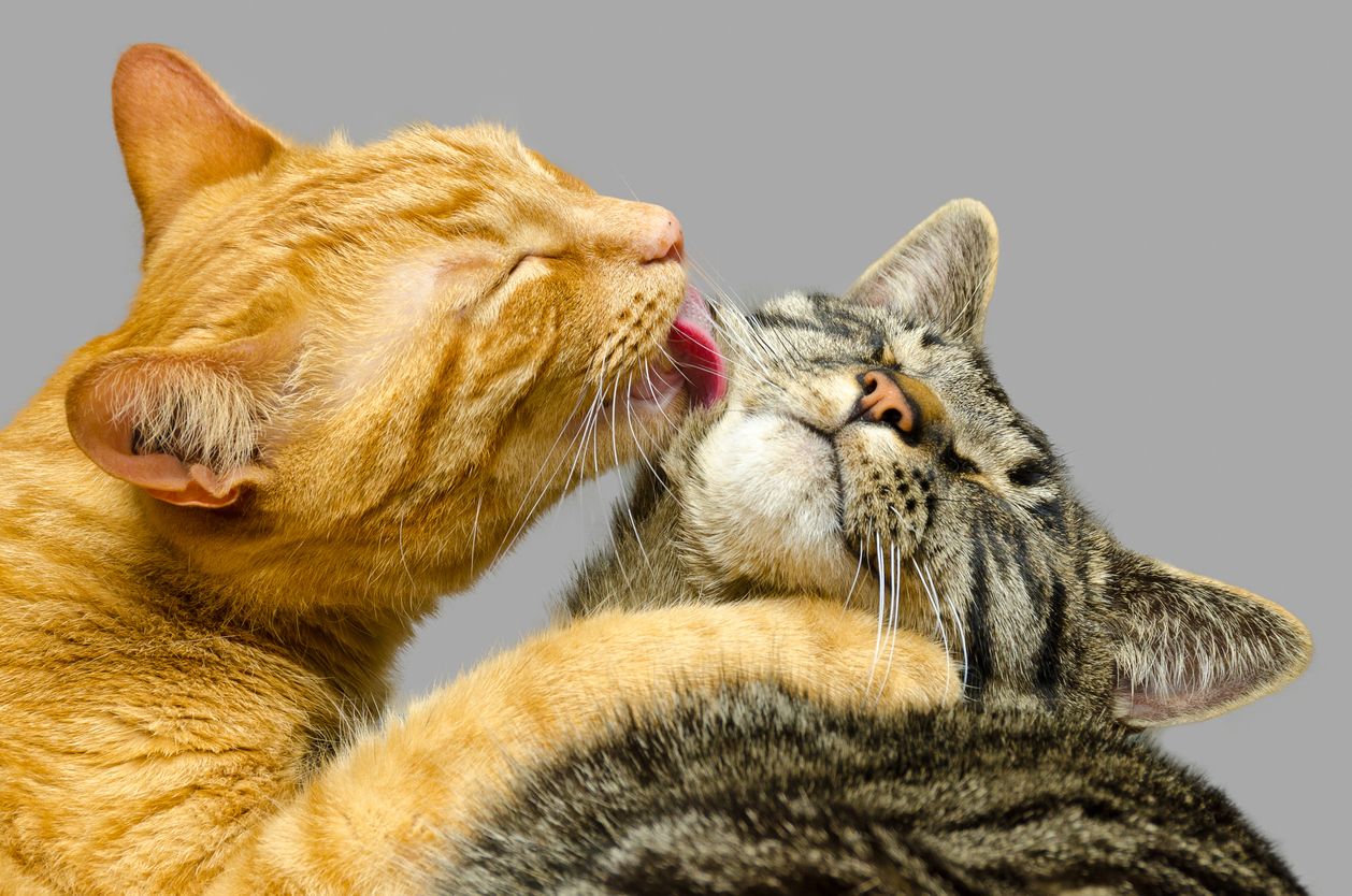 Nicht immer sind sich Katzen grün. 