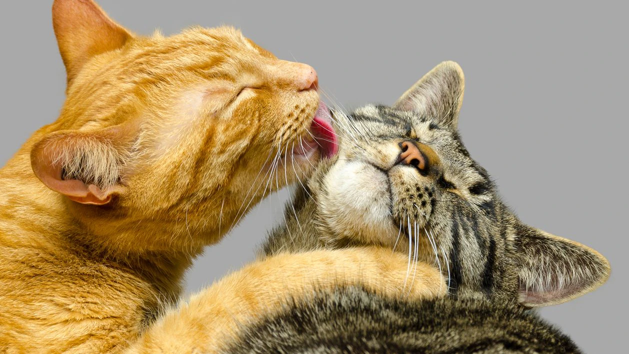 Nicht immer sind sich Katzen grün. 