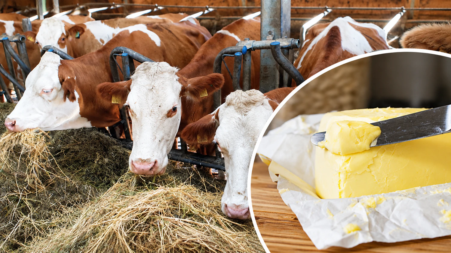 Das heurige Jahr brachte die Milchbauern noch mehr unter Druck. Die Kritik an der Billigbutter ist groß. (Symbolbild)