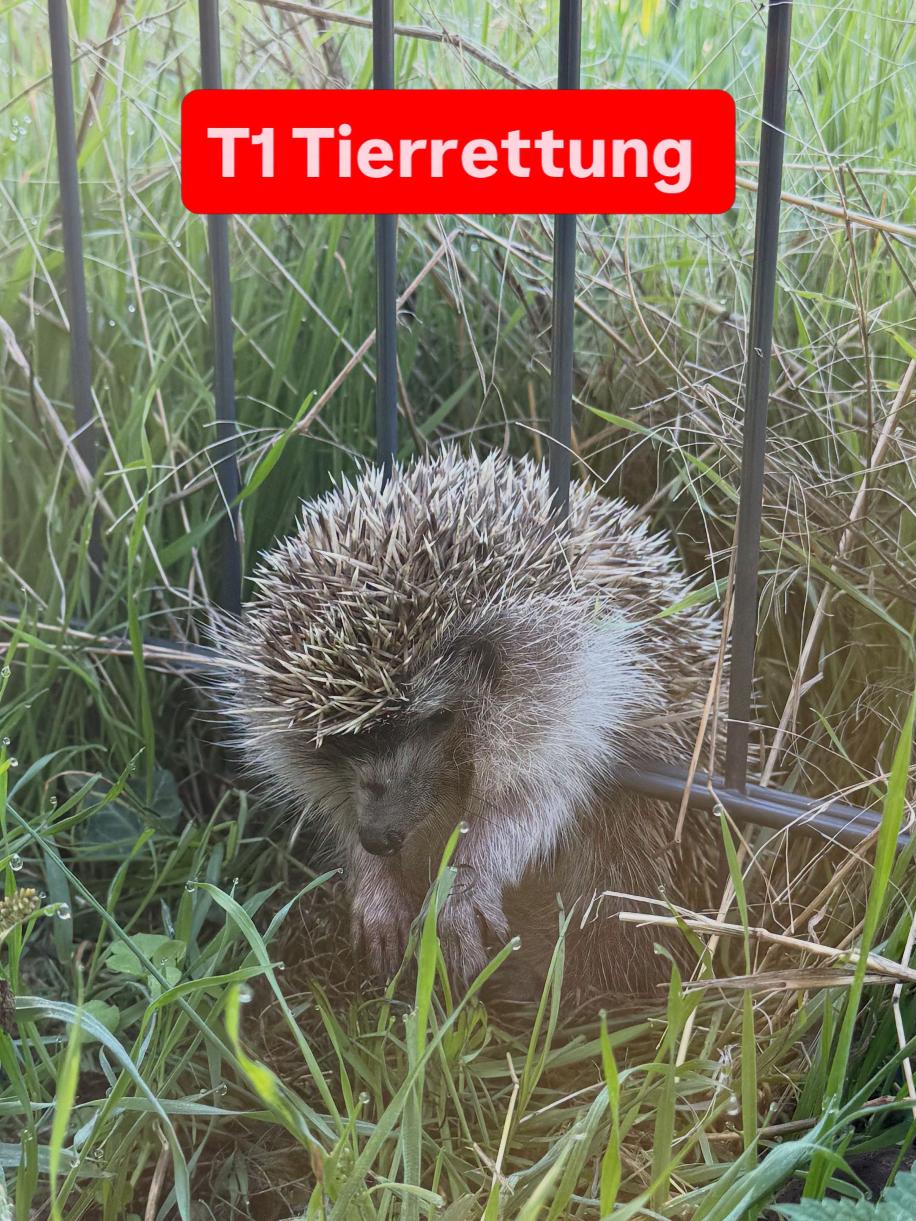 Der Igel hing über die Zaunsprossen und kam weder vor noch zurück.