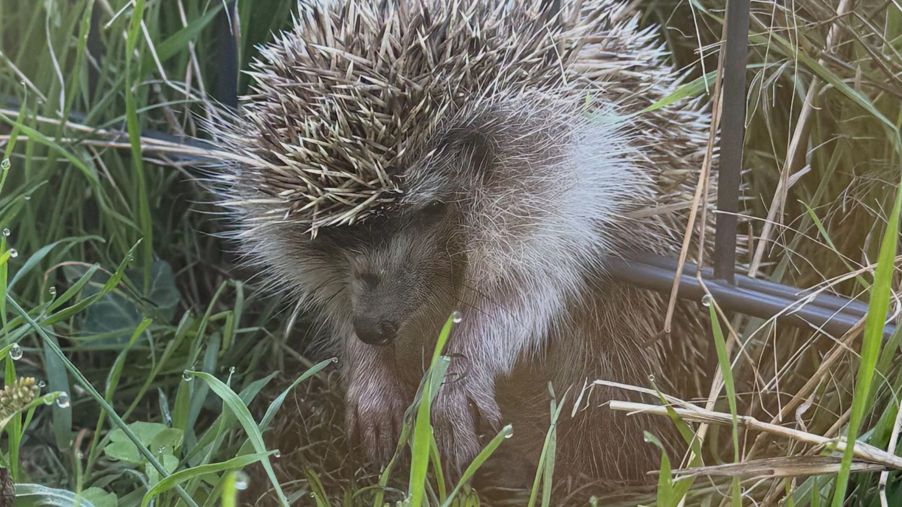 Der Igel hing über die Zaunsprossen und kam weder vor noch zurück.
