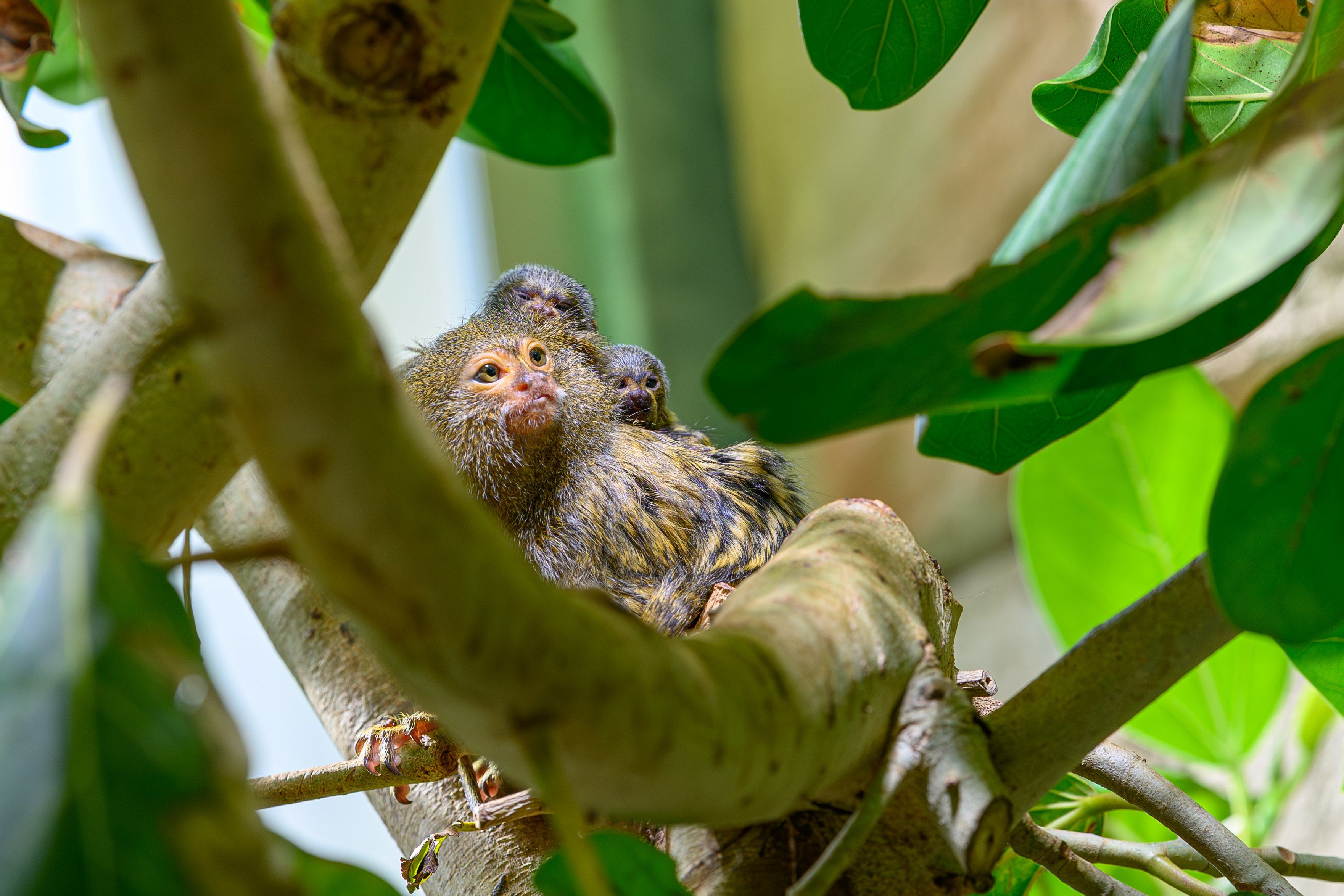 Baby-Äffchen im Haus des Meeres