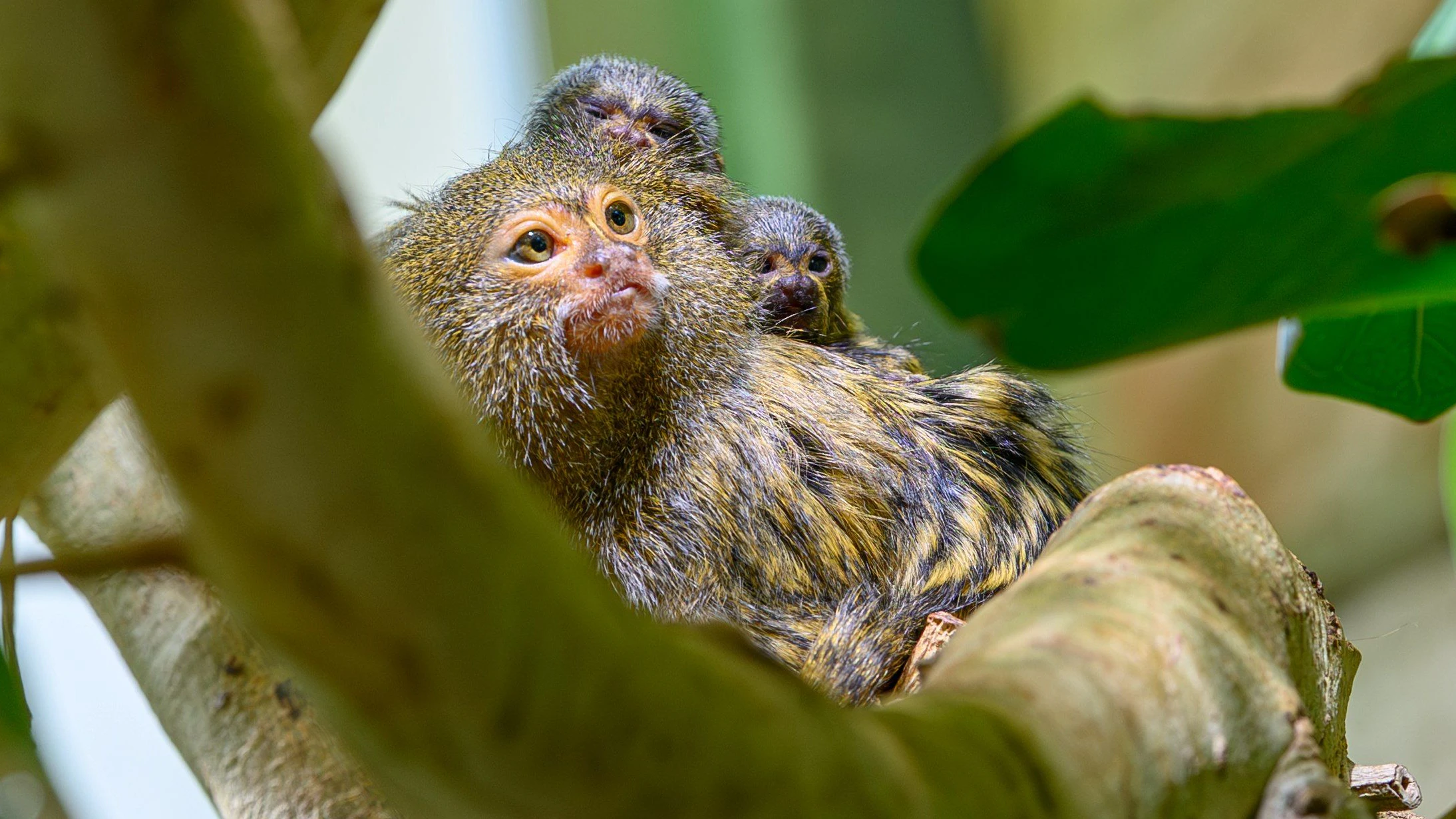 Baby-Äffchen im Haus des Meeres