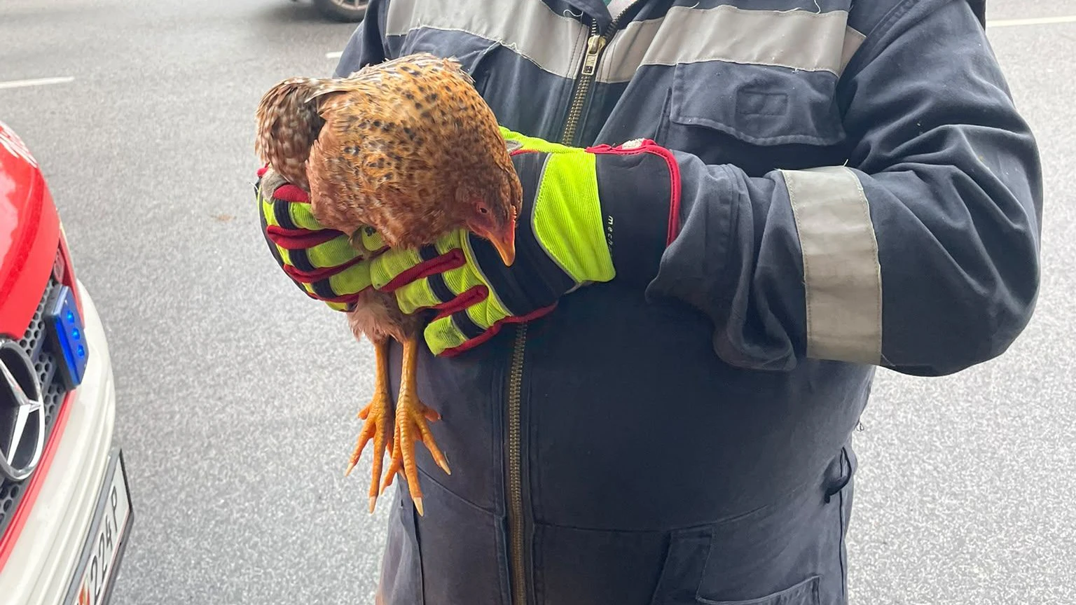 Huhn "Henriette" wurde am Mittwoch eingefangen.