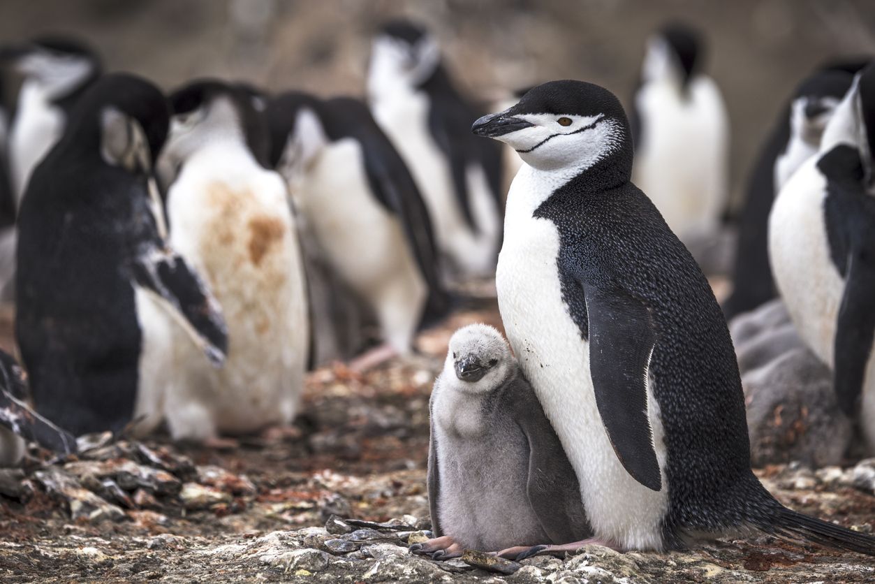 Der Zügelpinguin (Pygoscelis antarcticus) verdankt seinen Namen einer ganz besonderen Zeichnung: Unter seinem Kinn verläuft ein schmaler, schwarzer Streifen, der die beiden Seiten seines schwarzen Kopfgefieders miteinander verbindet