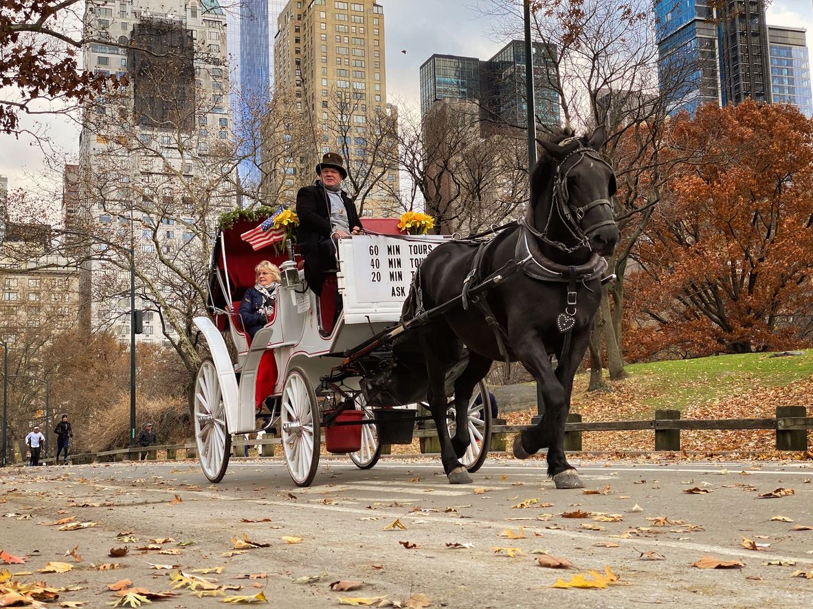 Auch im Central Park sollen Pferde bald keine Kutschen mehr mit Touristen ziehen. 