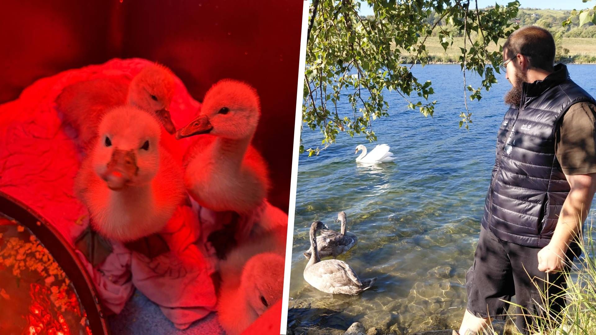 Die geretteten Schwäne wurden nun ausgewildert.