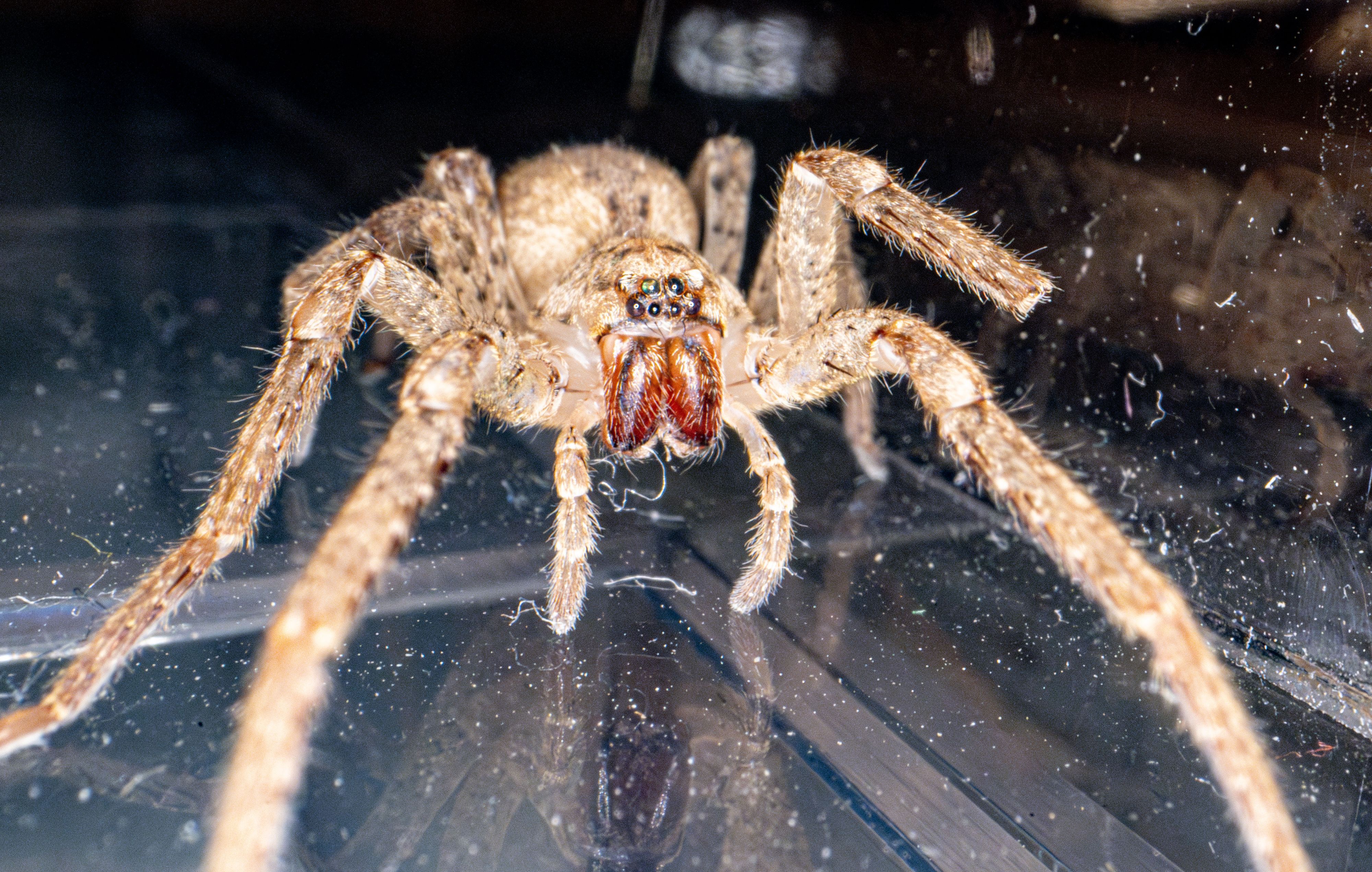 Die etwa fünf Zentimeter große Nosferatu-Spinne sieht zwar furchteinflößend aus, stellt in der Regel aber keine Gefahr für Menschen dar.