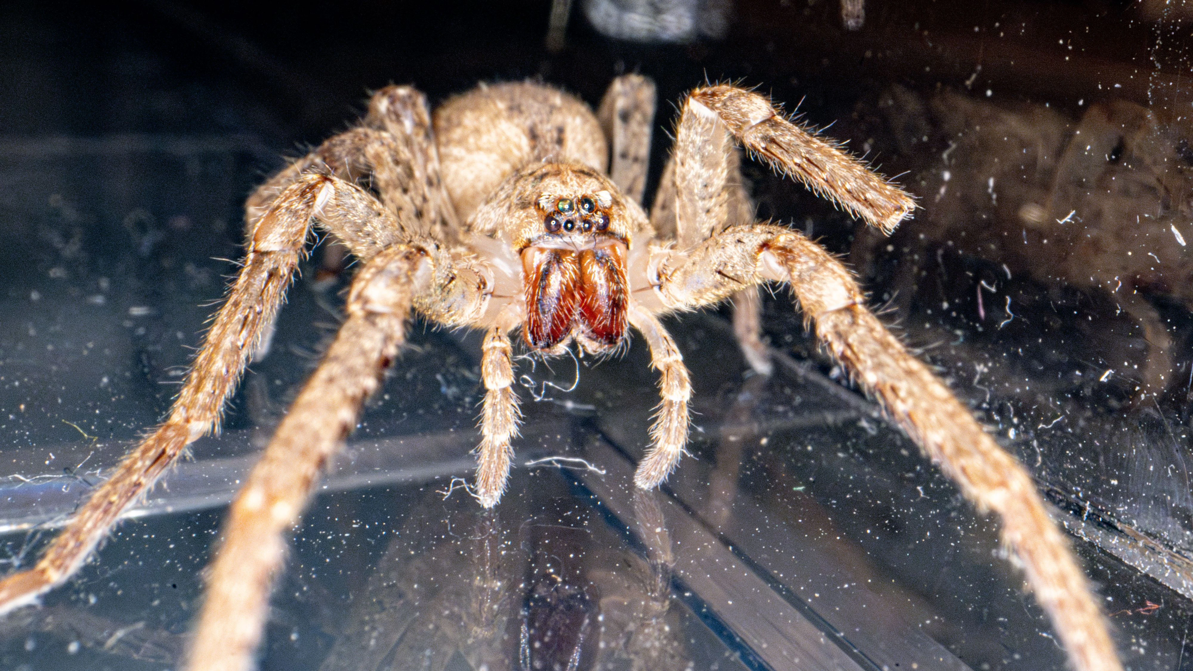 13 September 2024, North Rhine-Westphalia, Bonn: A Nosferatu spider is kept in a small container in the Museum König. The Nosferatu spider (Zoropsis spinimana) is now native to almost all of Germany, according to the German Nature and Biodiversity Conservation Union (Nabu). With a body length of just under two centimetres and leg spans of up to six centimetres, it is one of the largest spiders in Germany. The species, which originates from the Mediterranean region, is unusual in several respects. Photo: Benjamin Westhoff/dpa