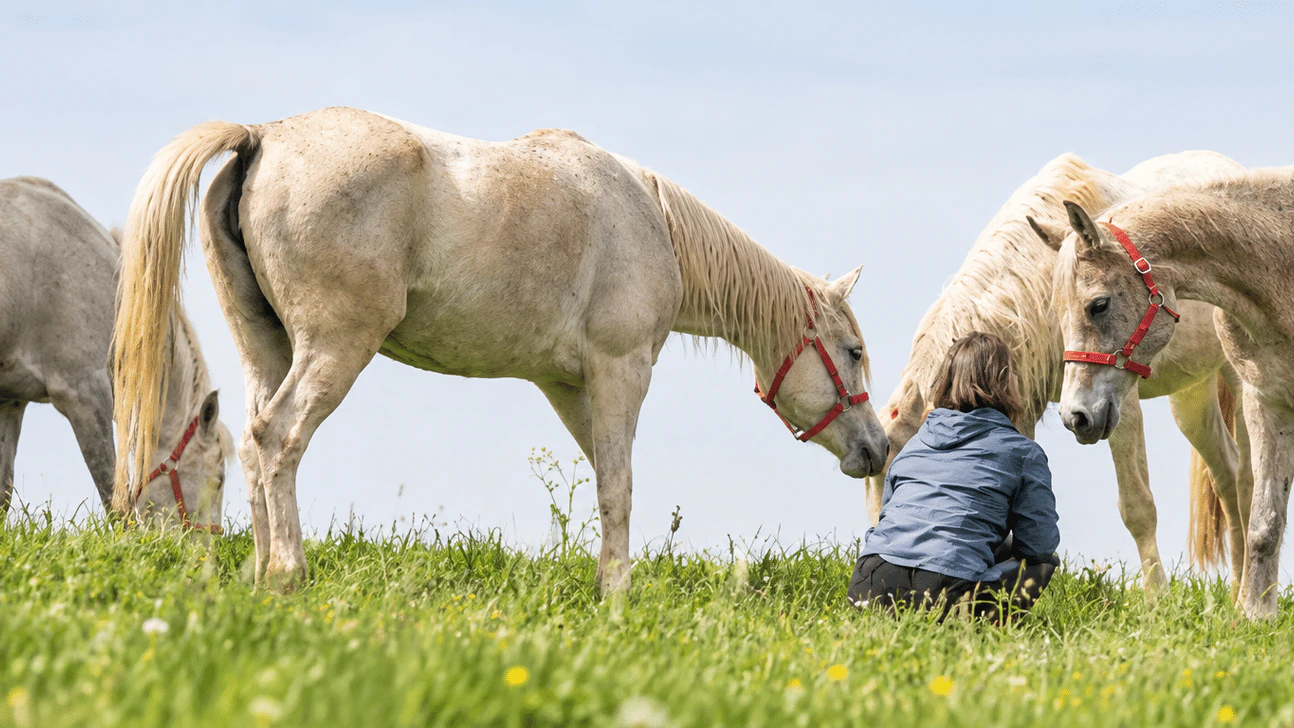 Egal, ob Hund, Katze oder Pferd - Wer kümmert sich denn im Worst-Case ums Tier? 