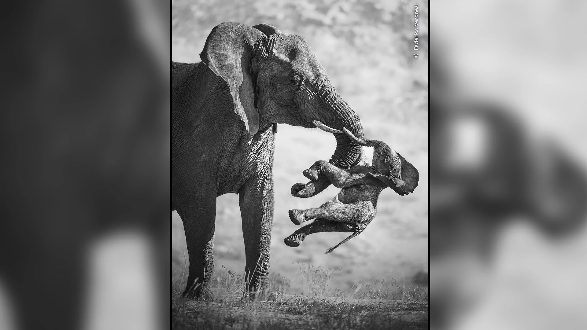 Heute.at - Das schönste Tierfoto der Welt tut richtig weh