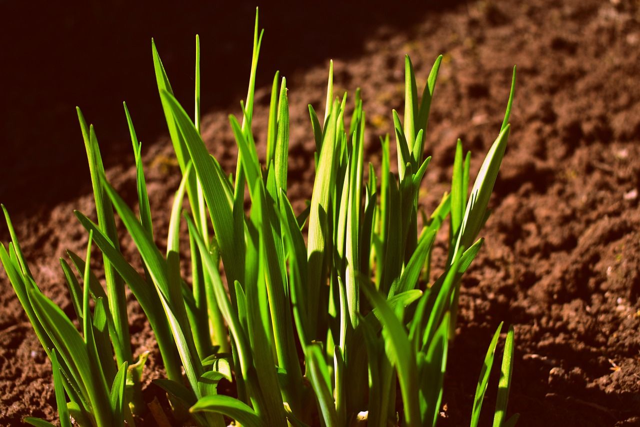 Knoblauchpflanzen im Garten