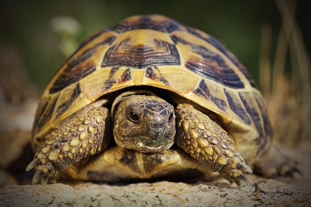Griechische Landschildkröten profitieren von einer Überwinterung im Kühlschrank.