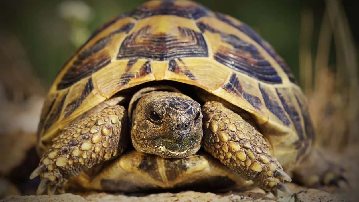 Griechische Landschildkröten profitieren von einer Überwinterung im Kühlschrank.