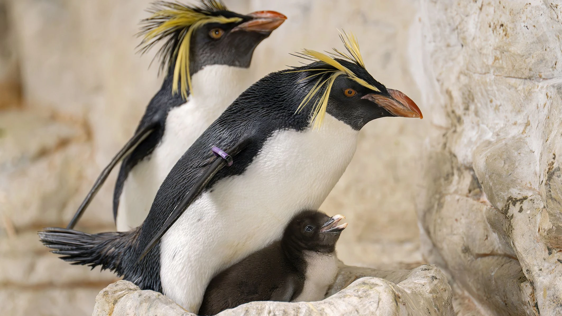 Heute.at - Sie brütet und er klaut! Pinguin-Paare verstehen sich