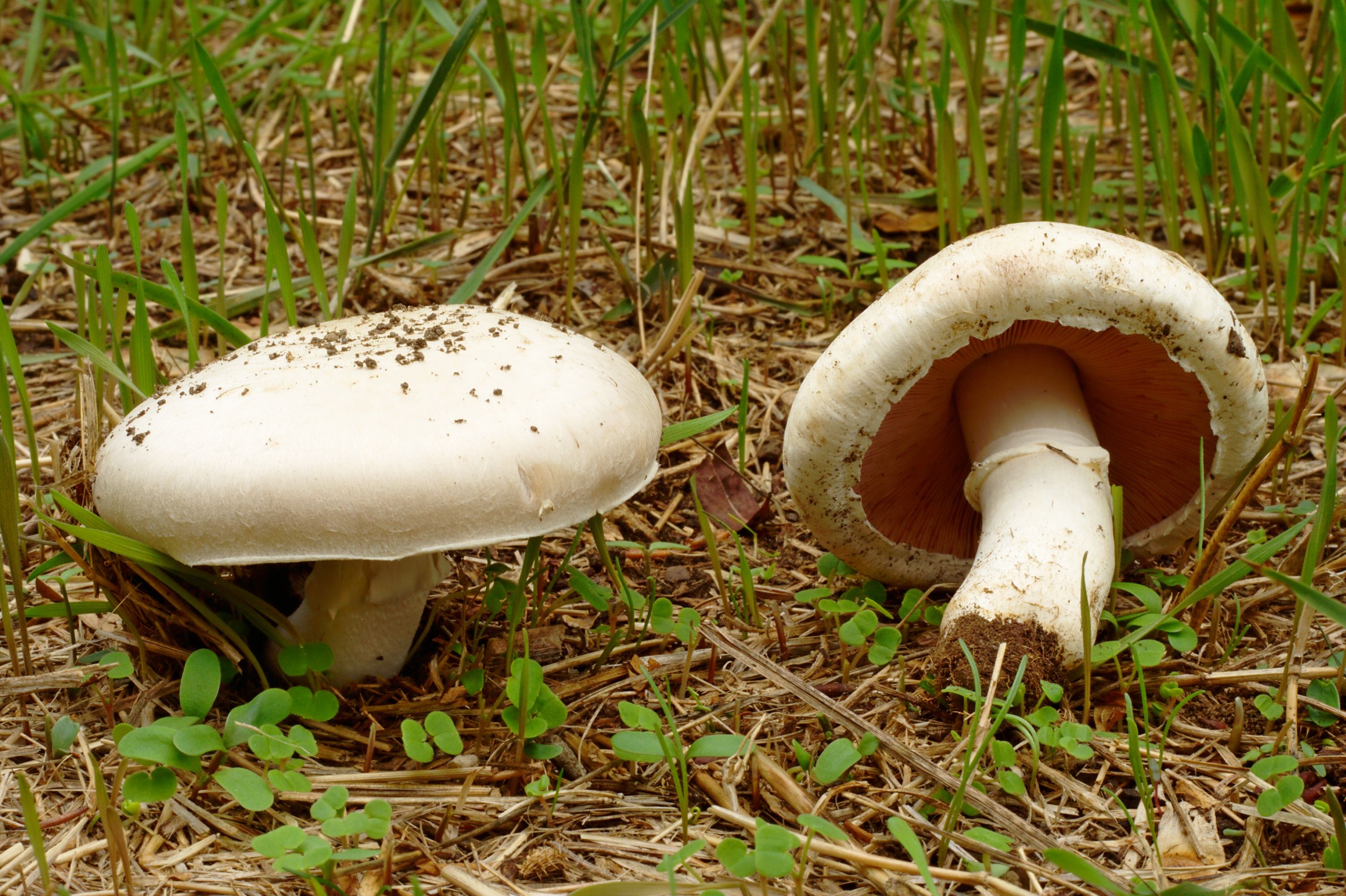 Heute.at - Wiesenchampignons: So erkennst du giftige Doppelgänger