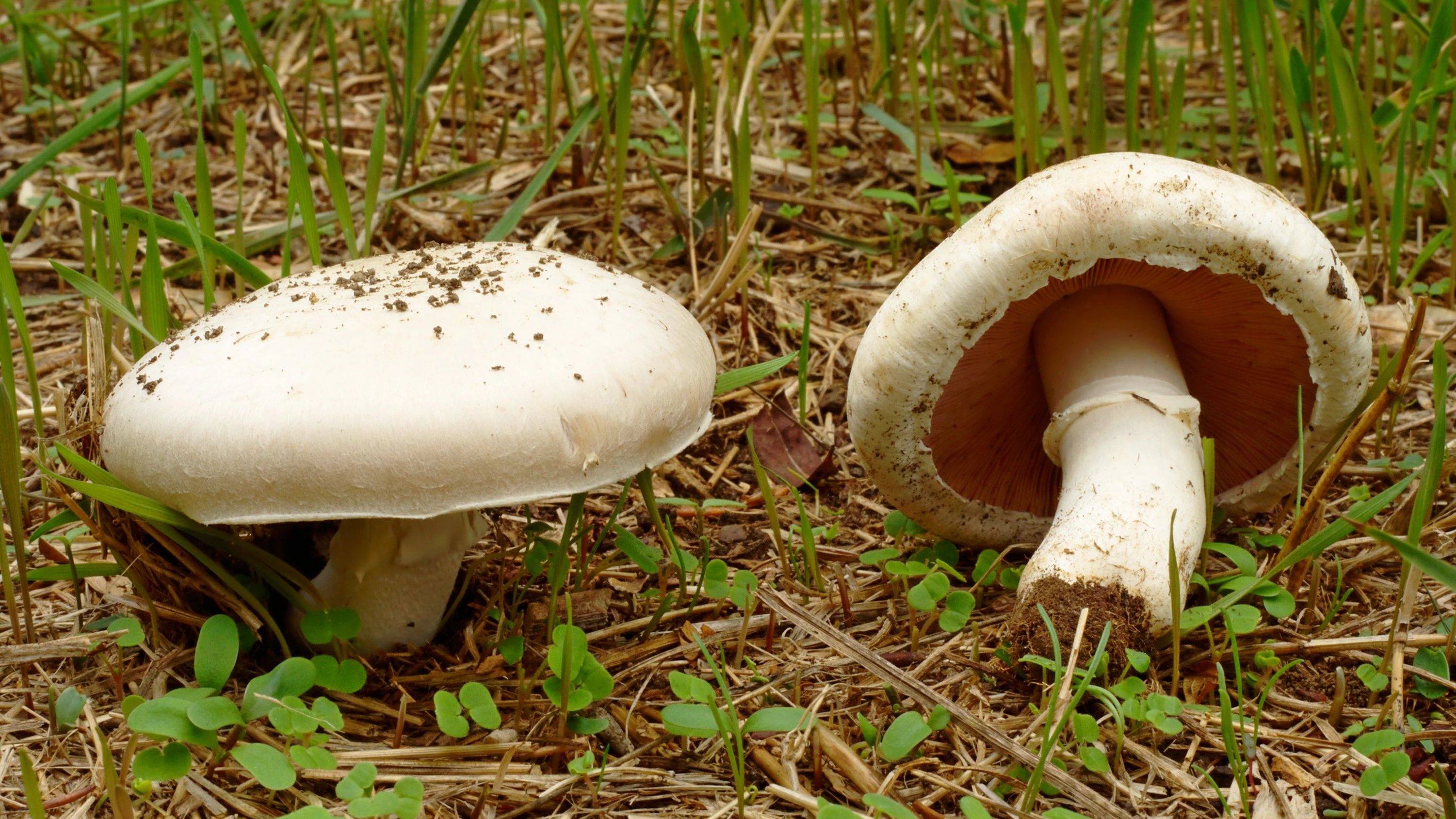 Wiesenchampignons: So erkennst du giftige Doppelgänger