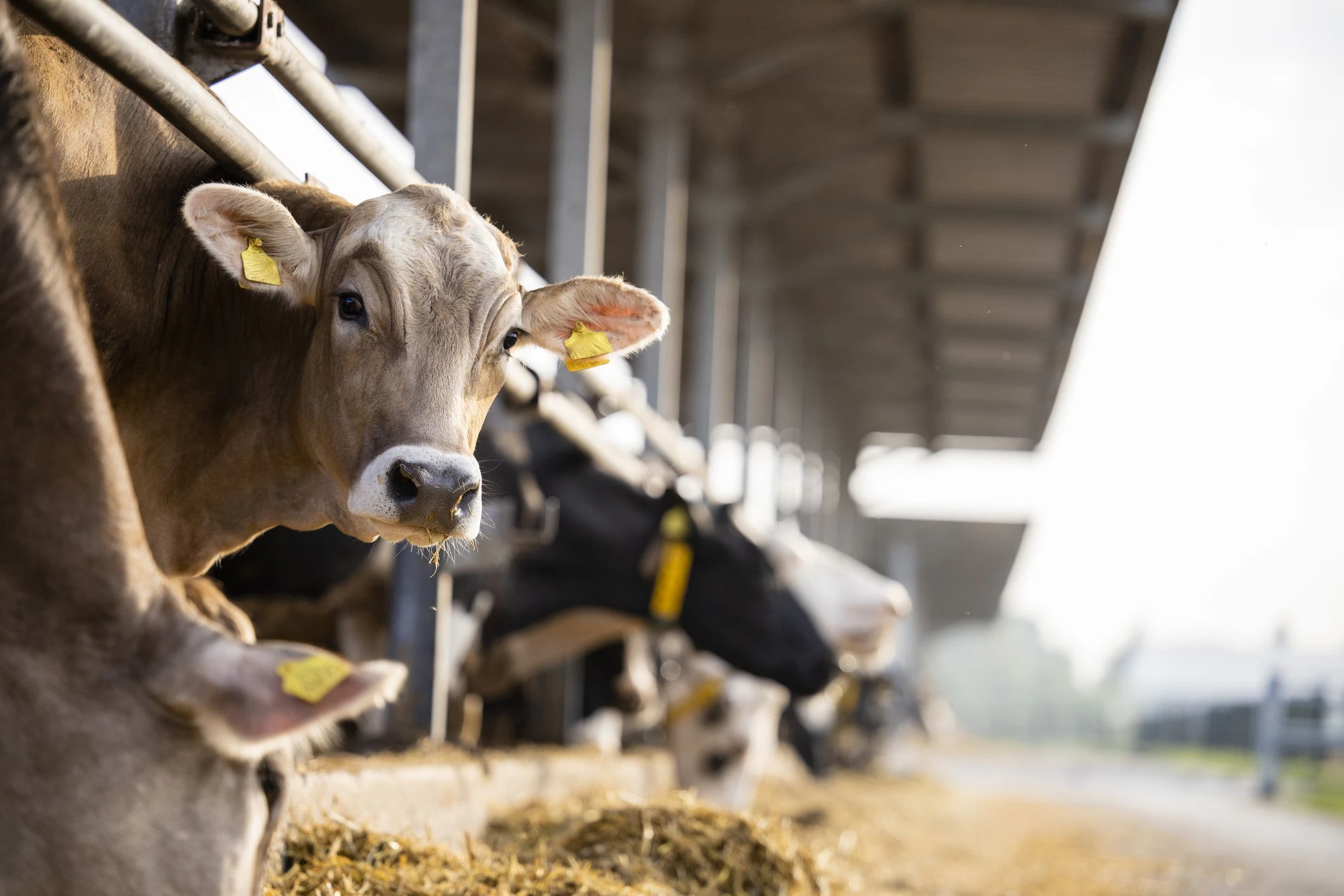 Die Idee der Gewichtsdecken stammt ursprünglich aus der Tierzucht. So werden etwa Rinder bei Tierarztbehandlungen wirkungsvoll beruhigt