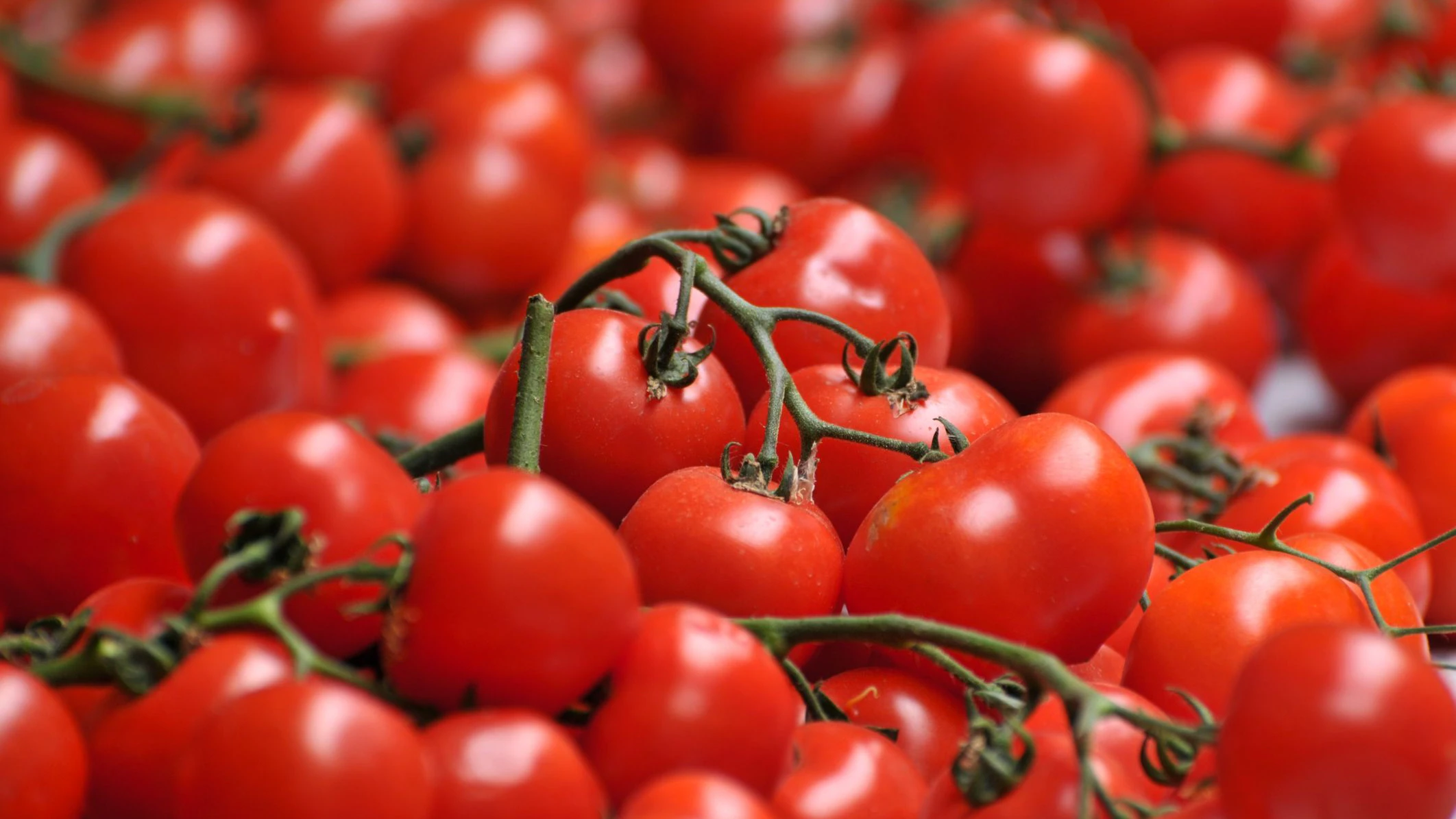 Heute.at - Salmonellen-Ausbruch! Diese Tomaten nicht roh essen