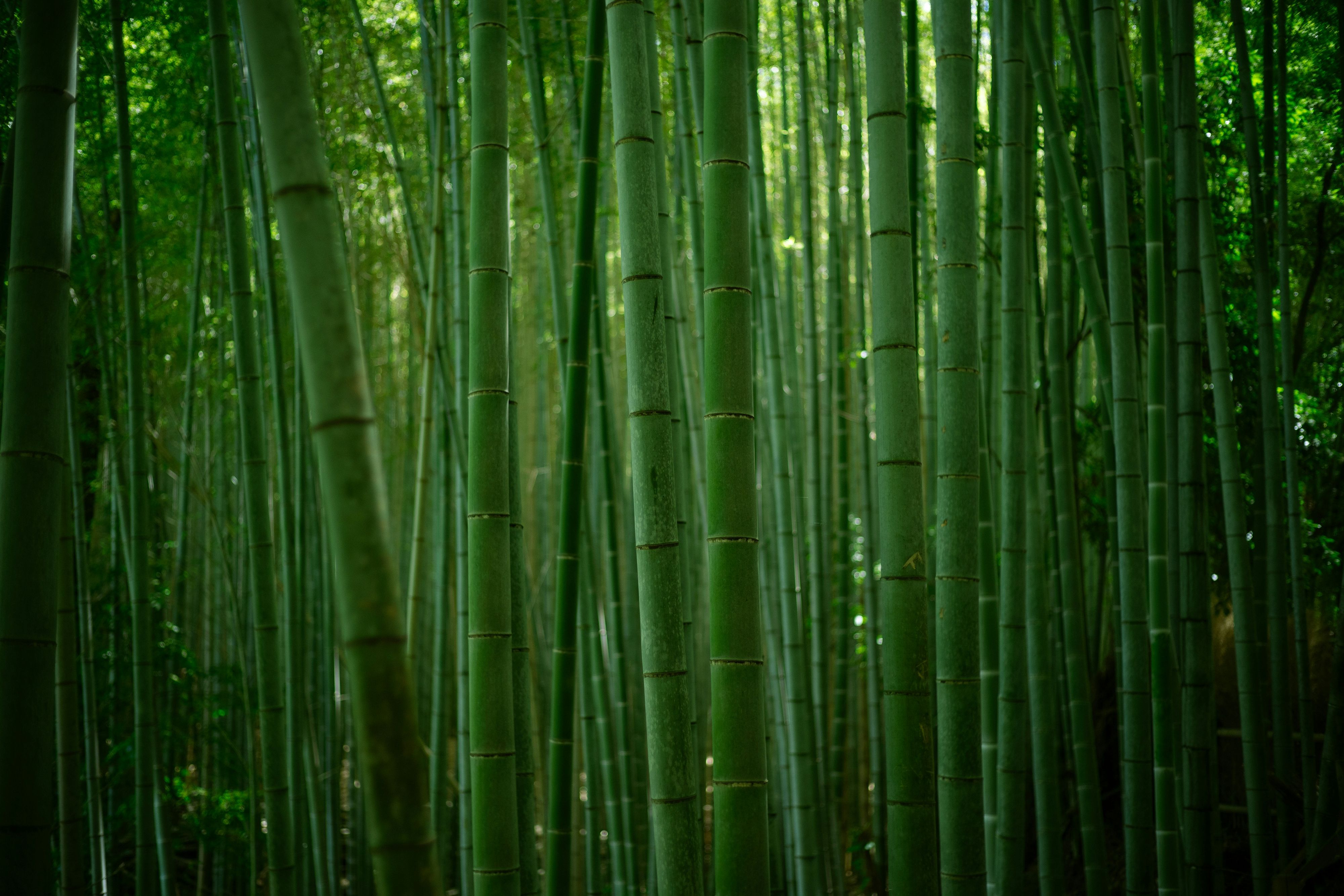 Forscher des Worcester Polytechnic Institute in den USA haben die Bambusart Phyllostachys nuda als Rohstoff für Biokraftstoff untersucht. (Symbolbild)
