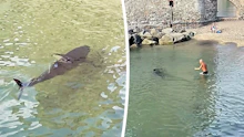 XXL-Thunfisch schockt Badegast in Italien