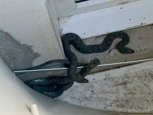 Die Freiwillige Feuerwehr in Schwechat hat ganze Arbeit geleistet und alle drei Schlangen wieder wohlbehalten in die Natur gesetzt.