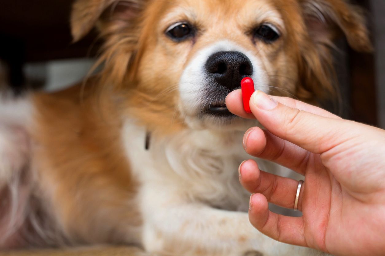 Tabletten für Hund und Katze sind teilweise ziemlich herausfordernd.