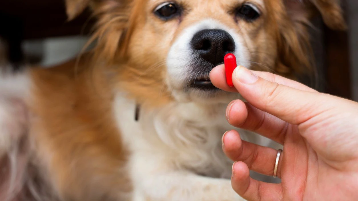 woman hand holding pills and close-up medicine and medications that are important in dogs. blurred background . ideas, concepts, Some dog breeds do not like to take medicine when sick close-up
