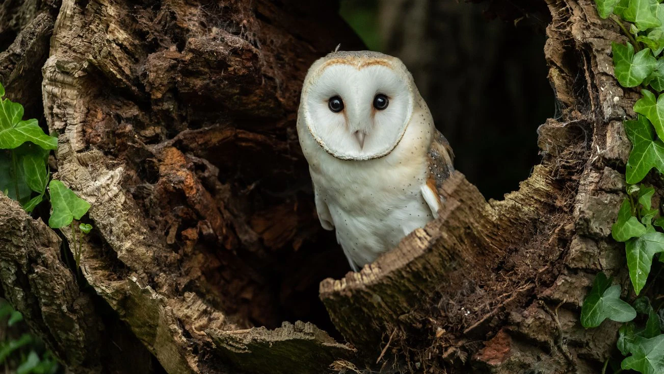 Barn owl in hollow tree