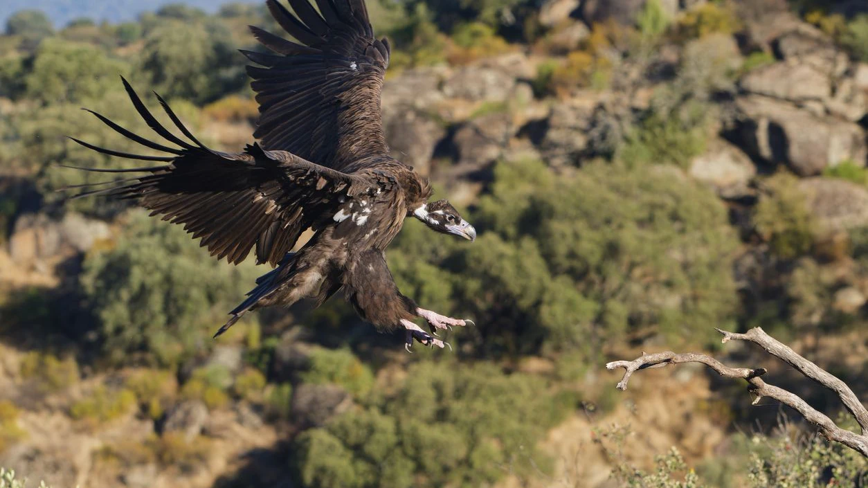 Eurasian Black Vulture (Aegypius monachus)