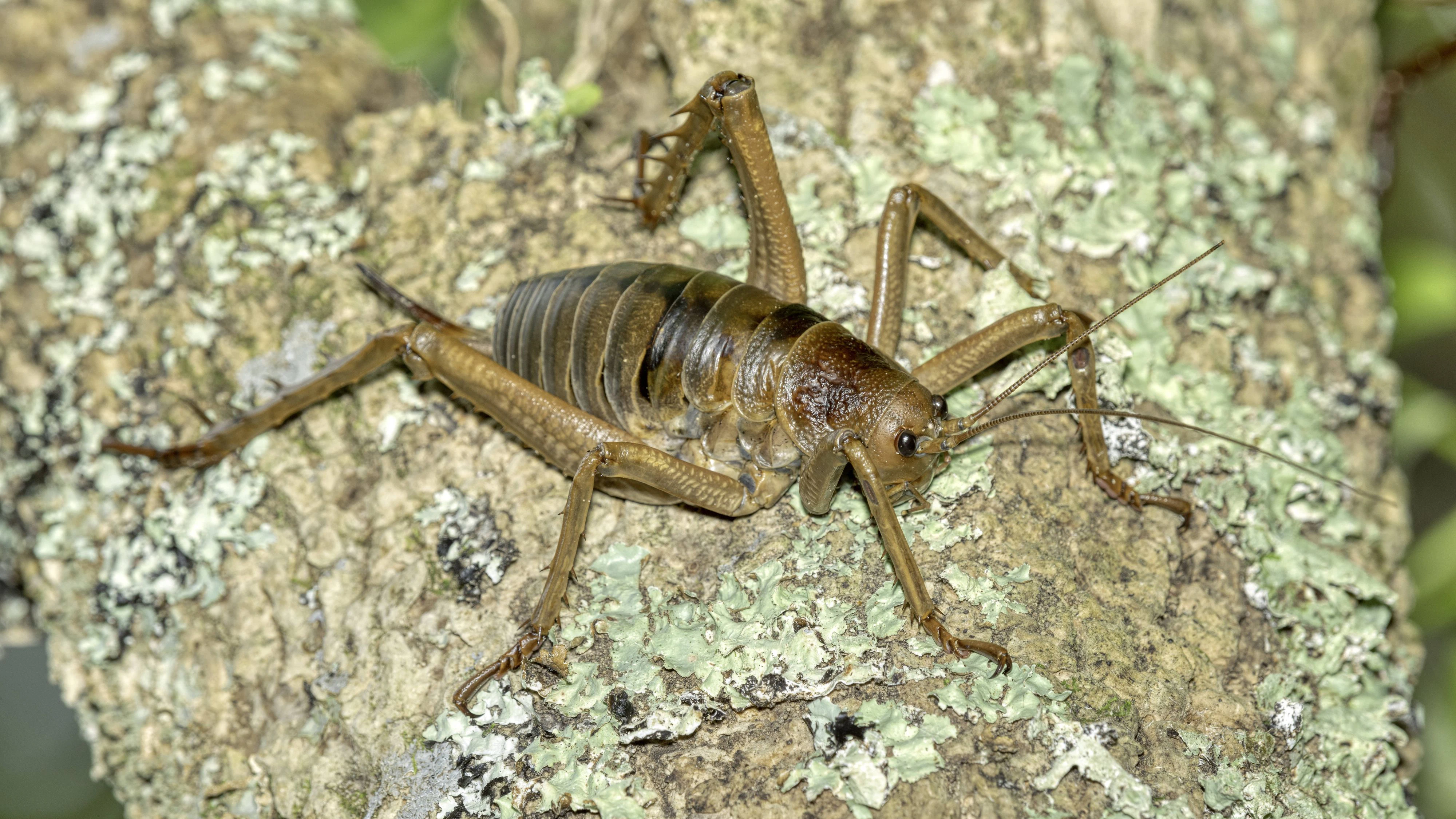 Little Barrier Island Giant Weta or Wetapunga female Deinacrida hetera, New Zealand endemic. Giant Weta, one of the worlds heaviest insects, it can grow to the size of a persons outstretched hand. An arboreal forest dweller restricted to Little Barrier Little Barrier Island Giant Weta or Wetapunga female Deinacrida hetera, New Zealand endemic. Giant Weta, one of the worlds heaviest insects, it can grow to the size of a persons outstretched hand. An arboreal forest dweller restricted to Little Barrier Island. Recent introduction have taken place on predator free Islands., PUBLICATIONxNOTxINxUKxFRAxUSA Copyright: xRobinxBushx/xAvalonx 0620578216